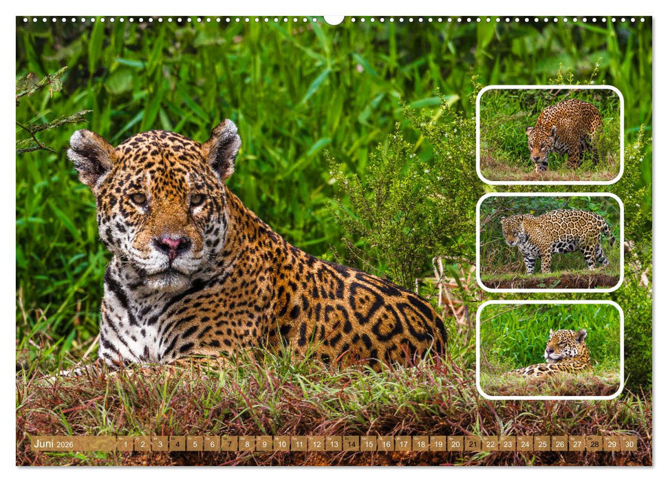 Raubkatzen - groß & klein (CALVENDO Wandkalender 2026)