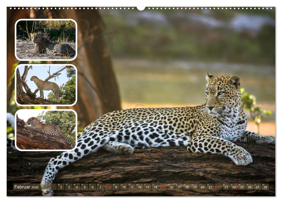 Raubkatzen - groß & klein (CALVENDO Premium Wandkalender 2026)