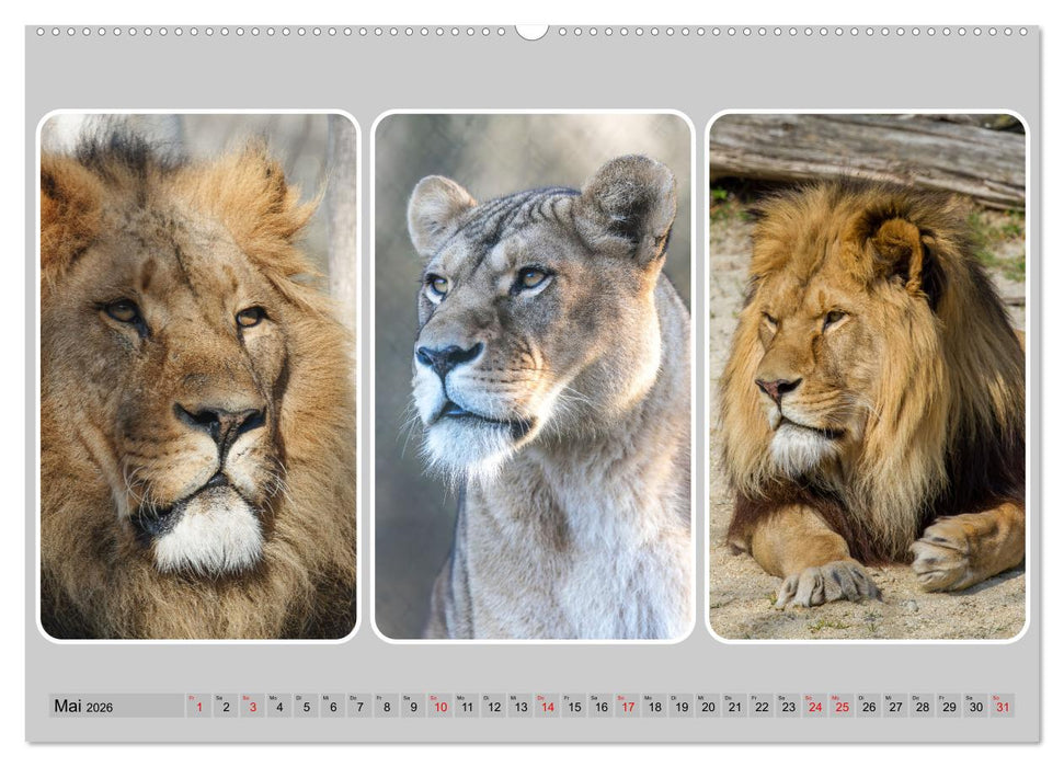 Raubkatzen - groß & klein (CALVENDO Premium Wandkalender 2026)