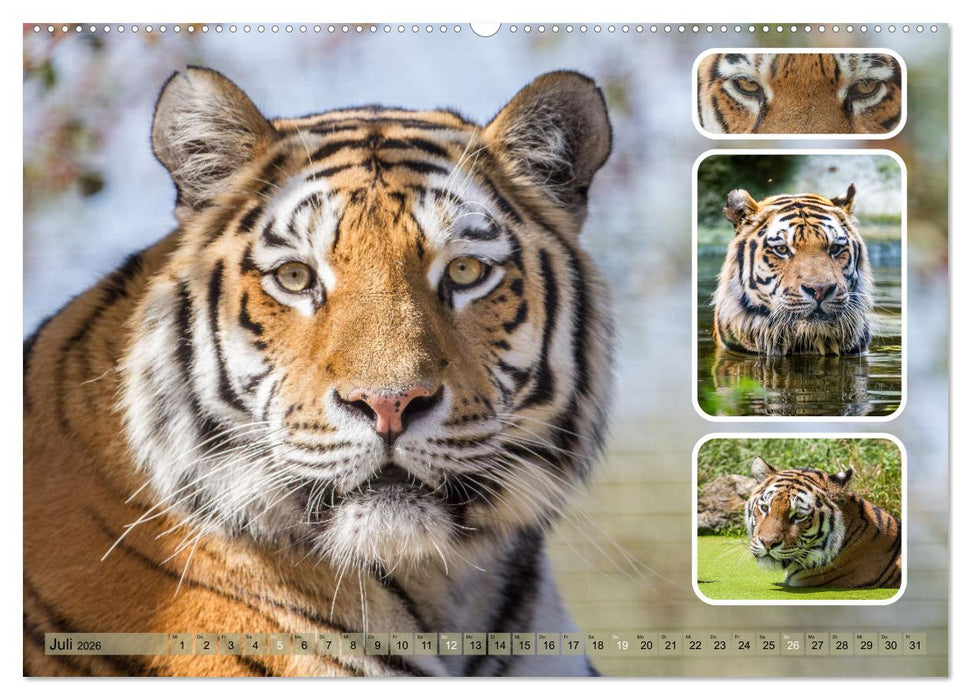Raubkatzen - groß & klein (CALVENDO Premium Wandkalender 2026)