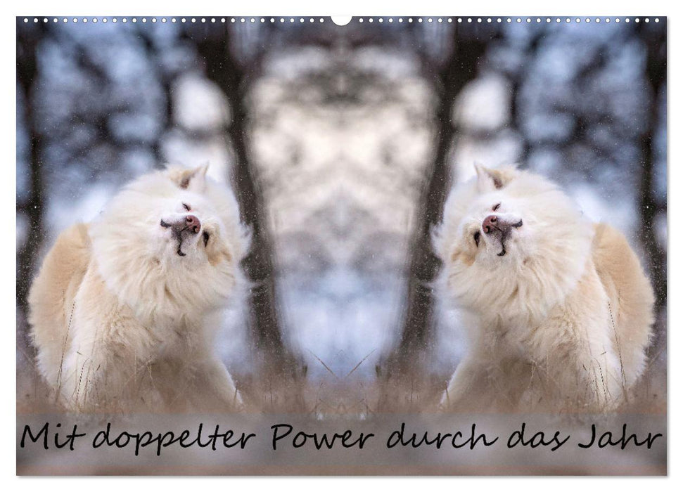 Mit doppelter Power durch das Jahr (CALVENDO Wandkalender 2026)