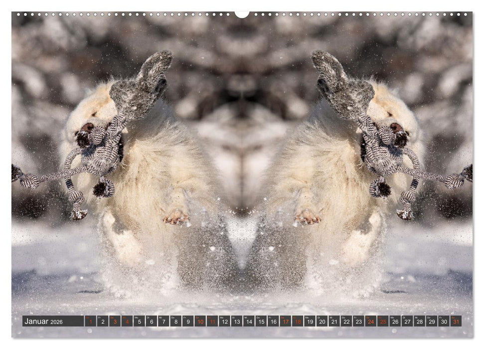 Mit doppelter Power durch das Jahr (CALVENDO Wandkalender 2026)