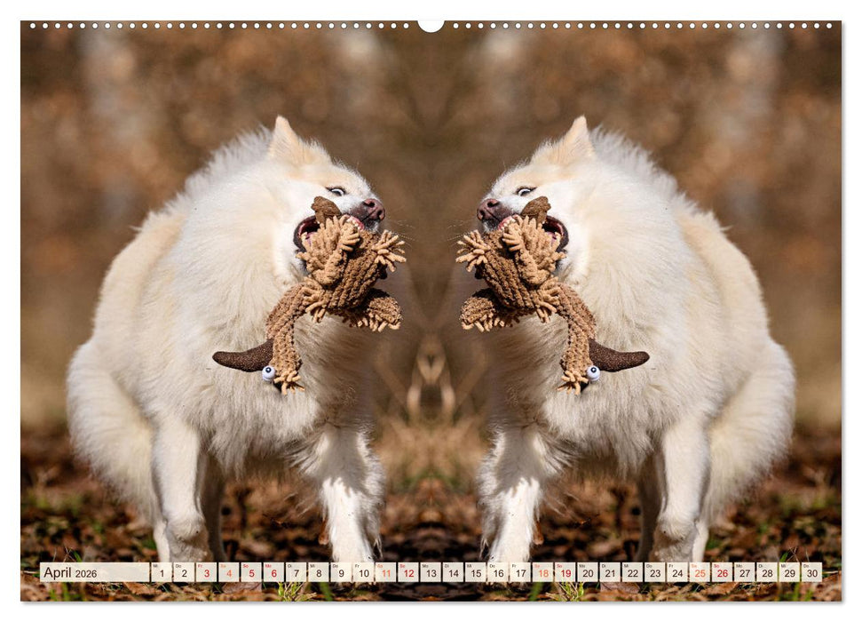 Mit doppelter Power durch das Jahr (CALVENDO Premium Wandkalender 2026)