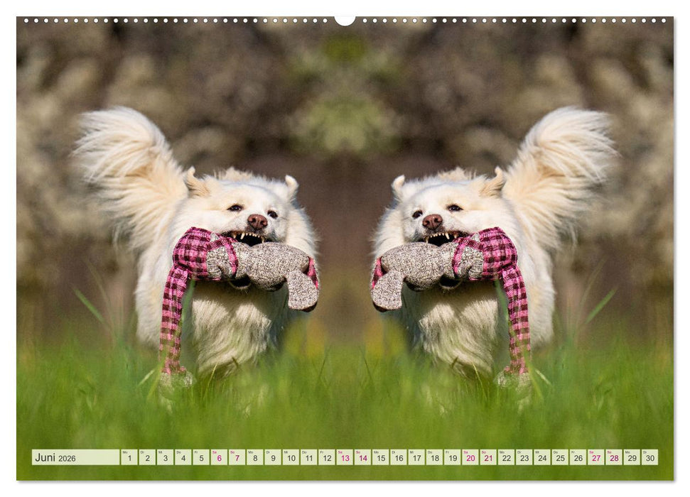 Mit doppelter Power durch das Jahr (CALVENDO Premium Wandkalender 2026)