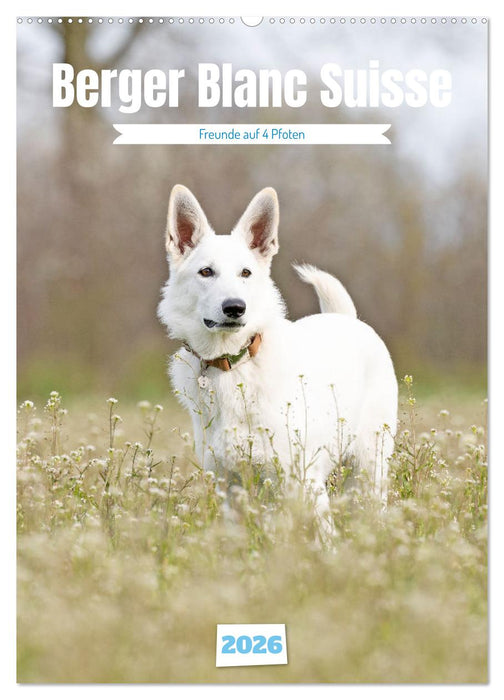 Berger Blanc Suisse - Freunde auf 4 Pfoten (CALVENDO Wandkalender 2026)