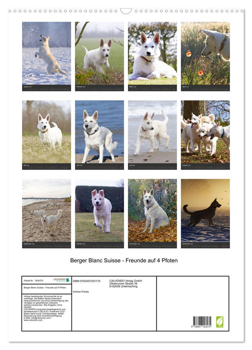 Berger Blanc Suisse - Freunde auf 4 Pfoten (CALVENDO Wandkalender 2026)