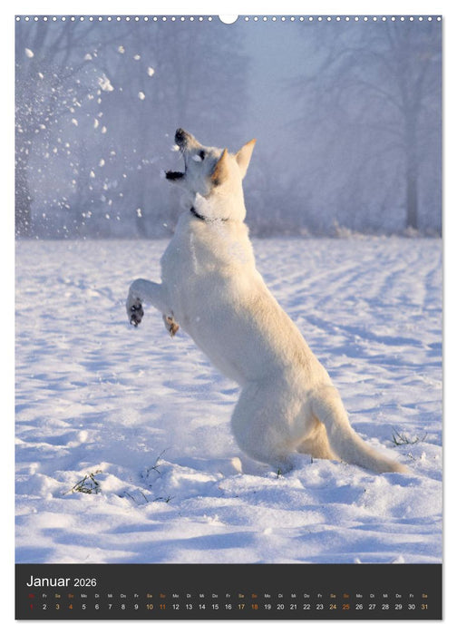 Berger Blanc Suisse - Freunde auf 4 Pfoten (CALVENDO Wandkalender 2026)