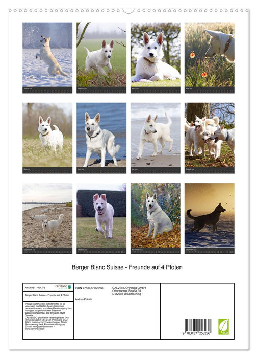 Berger Blanc Suisse - Freunde auf 4 Pfoten (CALVENDO Premium Wandkalender 2026)