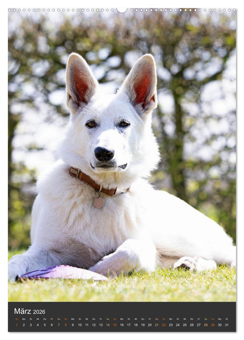 Berger Blanc Suisse - Freunde auf 4 Pfoten (CALVENDO Premium Wandkalender 2026)