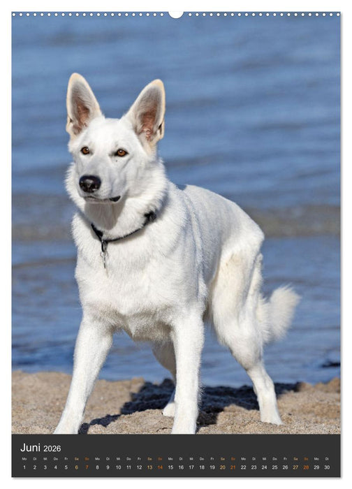 Berger Blanc Suisse - Freunde auf 4 Pfoten (CALVENDO Premium Wandkalender 2026)