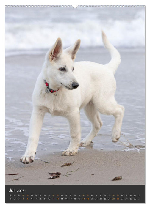 Berger Blanc Suisse - Freunde auf 4 Pfoten (CALVENDO Premium Wandkalender 2026)