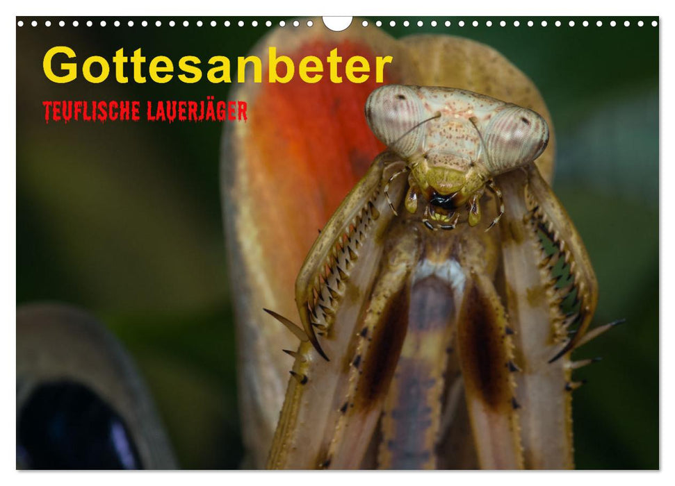 Gottesanbeter - Teuflische Lauerjäger (CALVENDO Wandkalender 2026)