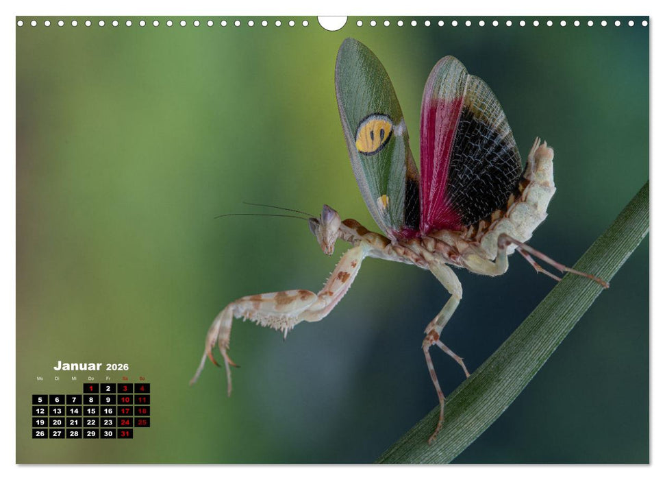 Gottesanbeter - Teuflische Lauerjäger (CALVENDO Wandkalender 2026)