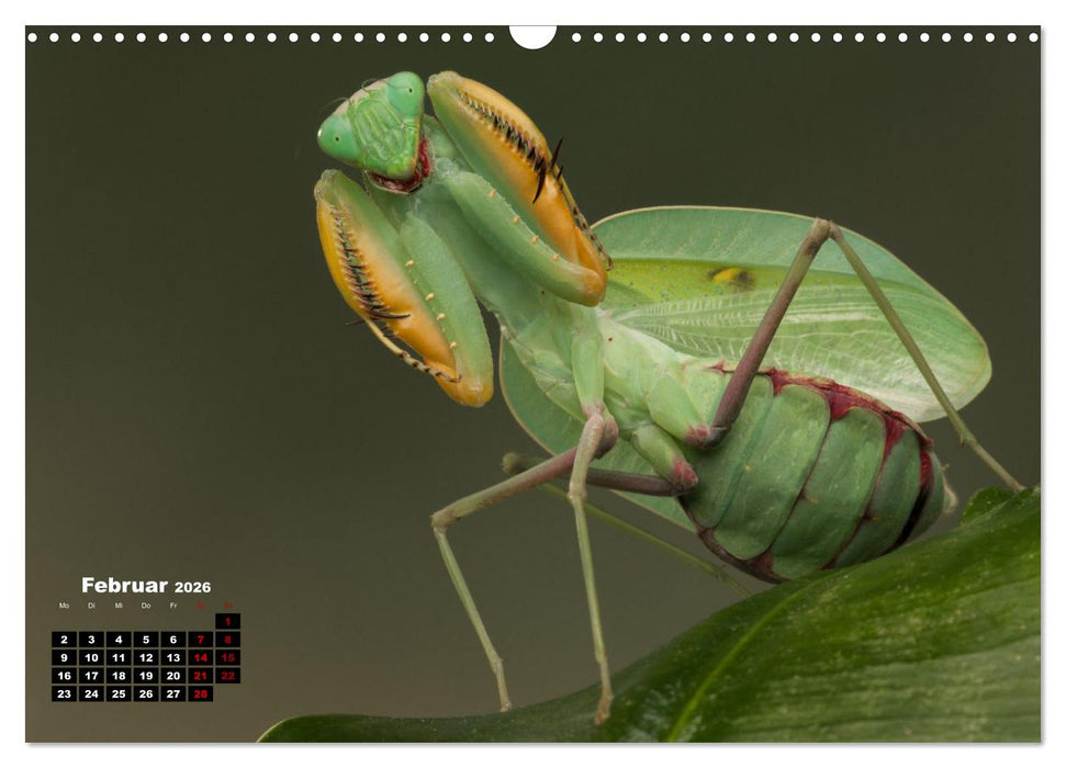 Gottesanbeter - Teuflische Lauerjäger (CALVENDO Wandkalender 2026)
