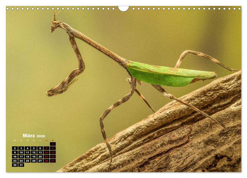 Gottesanbeter - Teuflische Lauerjäger (CALVENDO Wandkalender 2026)