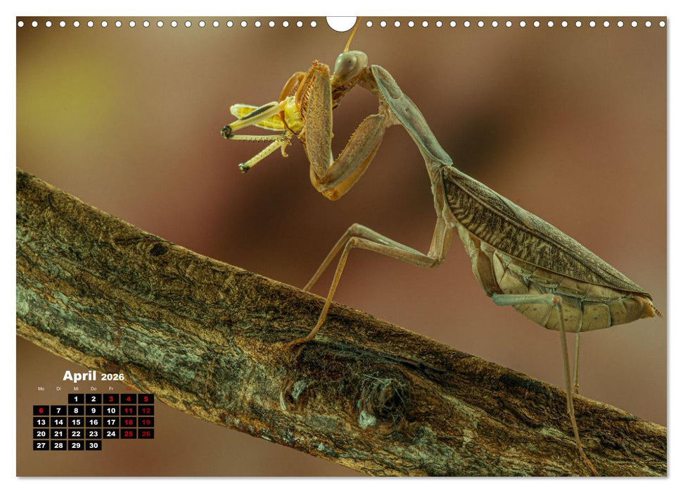 Gottesanbeter - Teuflische Lauerjäger (CALVENDO Wandkalender 2026)