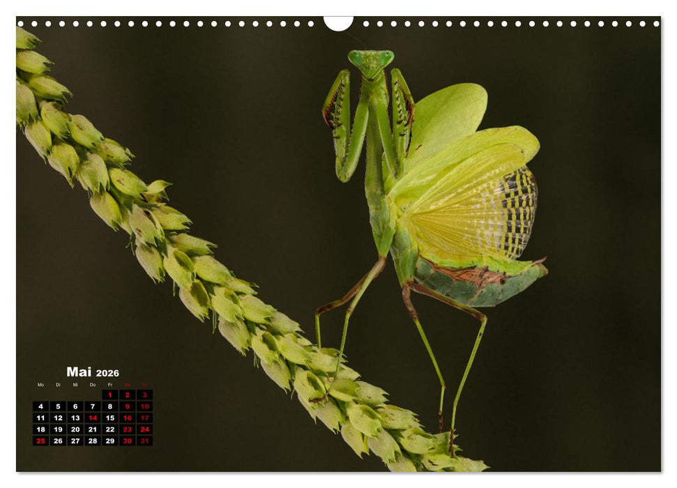 Gottesanbeter - Teuflische Lauerjäger (CALVENDO Wandkalender 2026)