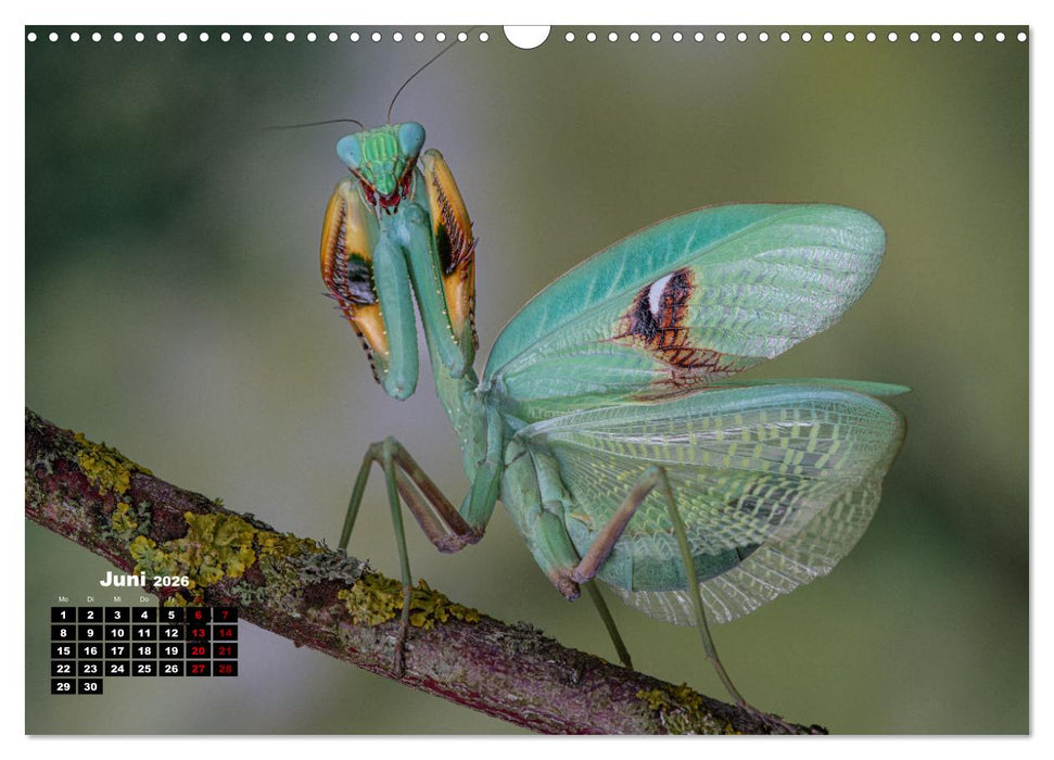 Gottesanbeter - Teuflische Lauerjäger (CALVENDO Wandkalender 2026)