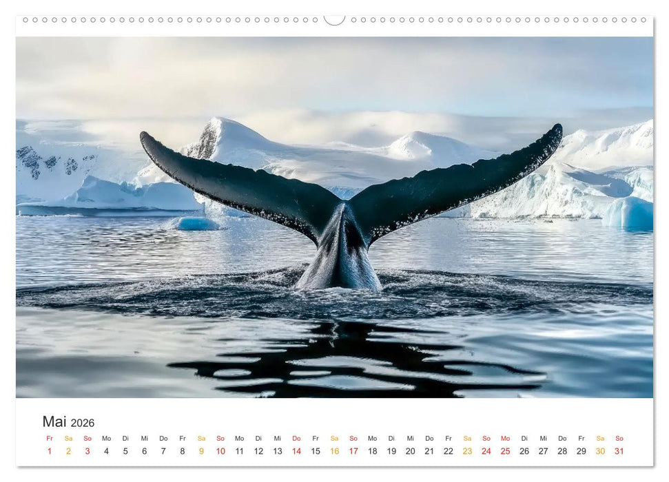Antarktis - eisige Schönheit (CALVENDO Wandkalender 2026)