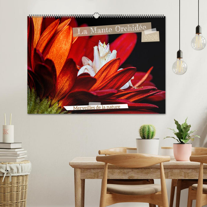 La Mante Orchidée (CALVENDO Calendrier mensuel 2026)