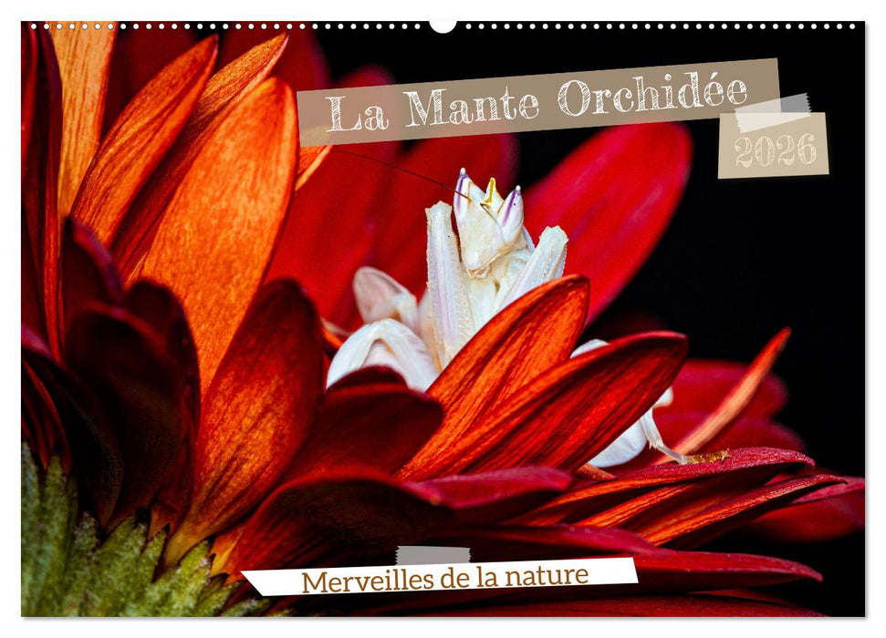 La Mante Orchidée (CALVENDO Calendrier mensuel 2026)