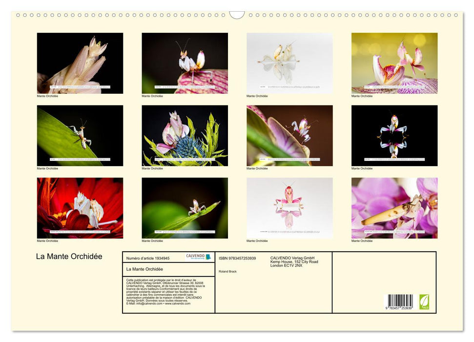 La Mante Orchidée (CALVENDO Calendrier mensuel 2026)