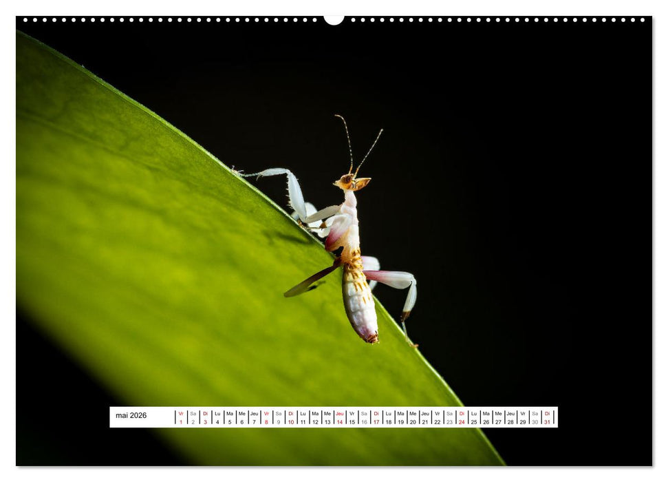 La Mante Orchidée (CALVENDO Calendrier mensuel 2026)