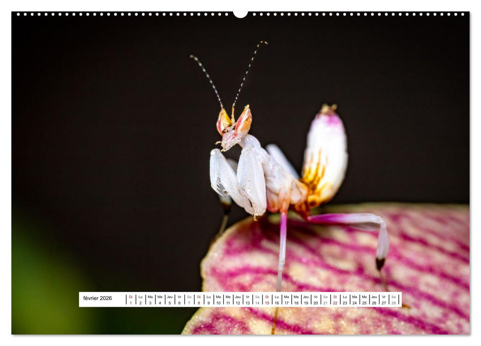 La Mante Orchidée (CALVENDO Calendrier supérieur 2026)