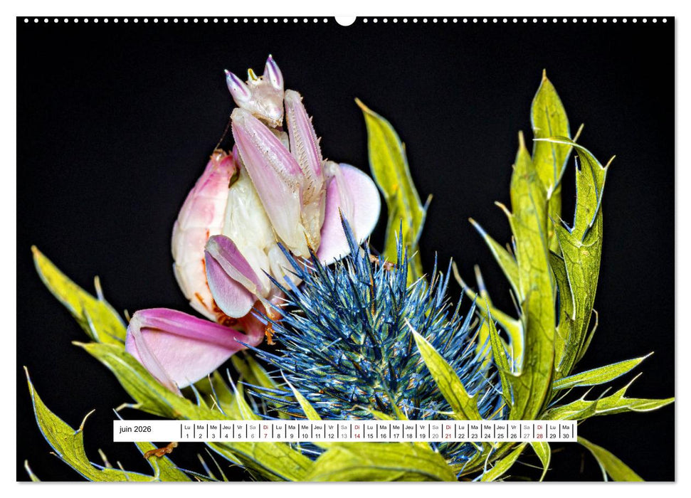 La Mante Orchidée (CALVENDO Calendrier supérieur 2026)