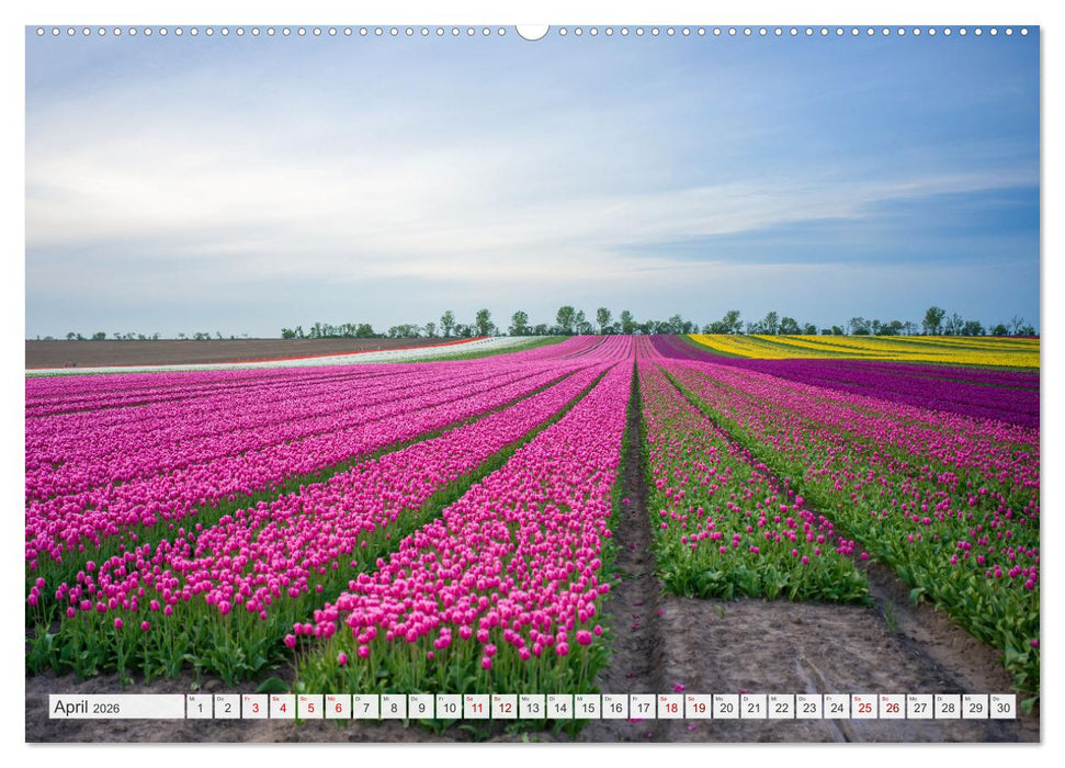 Sachsen-Anhalt - Eine Schönheit in der Mitte Deutschlands (CALVENDO Premium Wandkalender 2026)