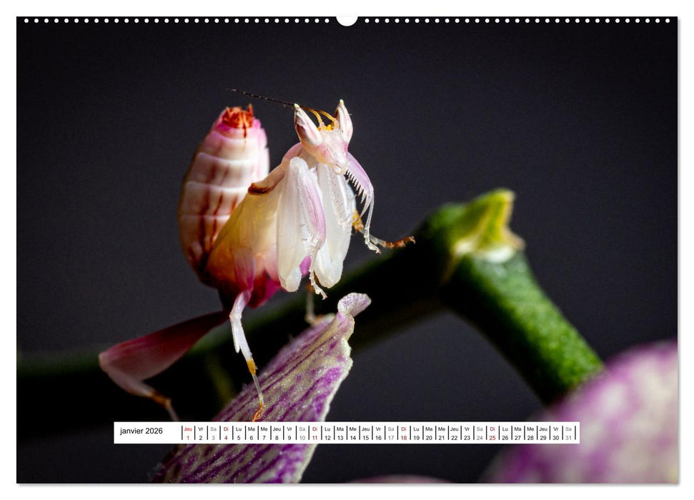 Chasseresses mystiques (CALVENDO Calendrier mensuel 2026)