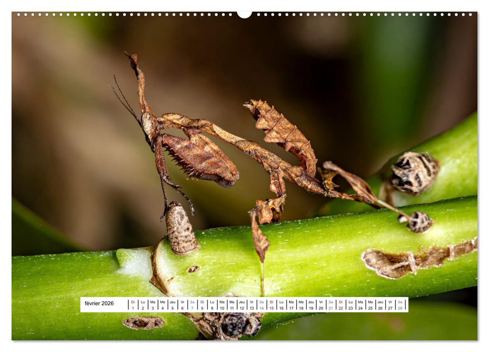 Chasseresses mystiques (CALVENDO Calendrier supérieur 2026)
