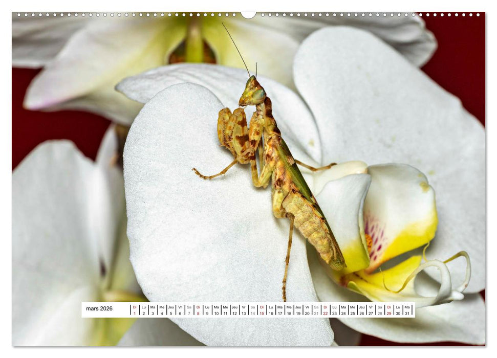 Chasseresses mystiques (CALVENDO Calendrier supérieur 2026)