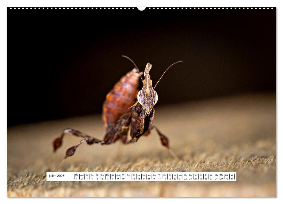 Chasseresses mystiques (CALVENDO Calendrier supérieur 2026)