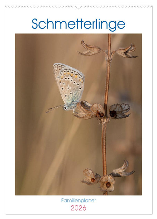 Schmetterlinge in Bayern (CALVENDO Wandkalender 2026)