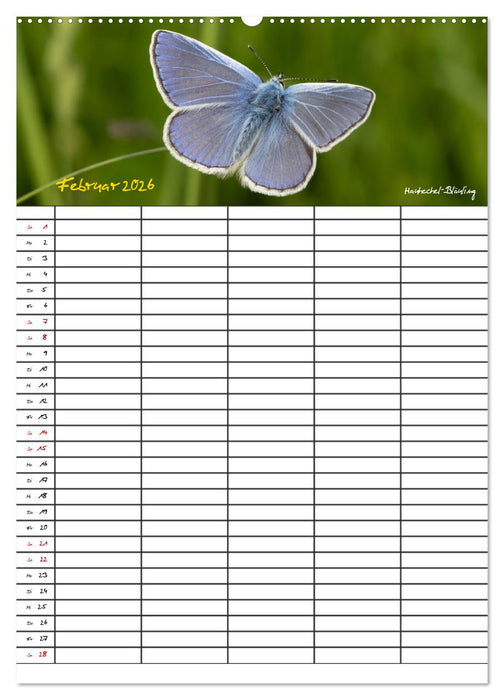 Schmetterlinge in Bayern (CALVENDO Wandkalender 2026)