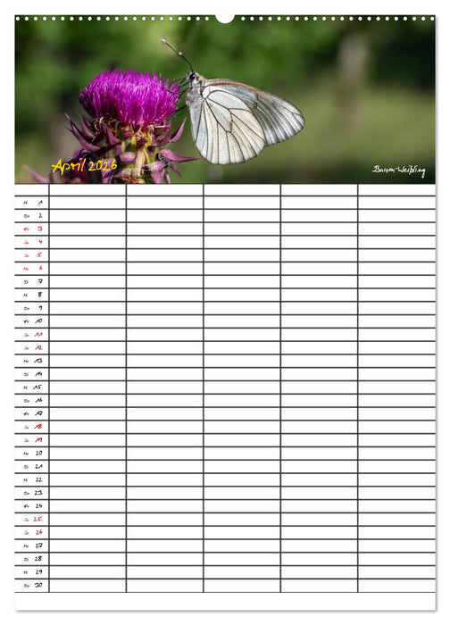 Schmetterlinge in Bayern (CALVENDO Wandkalender 2026)