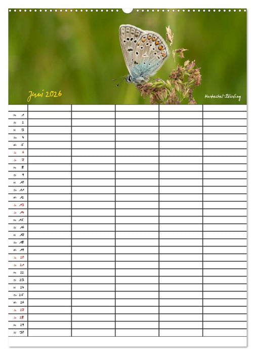 Schmetterlinge in Bayern (CALVENDO Wandkalender 2026)