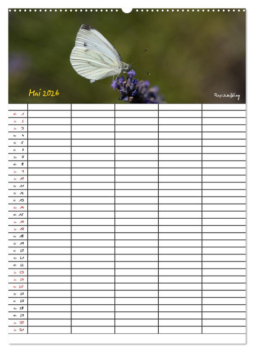 Schmetterlinge in Bayern (CALVENDO Premium Wandkalender 2026)