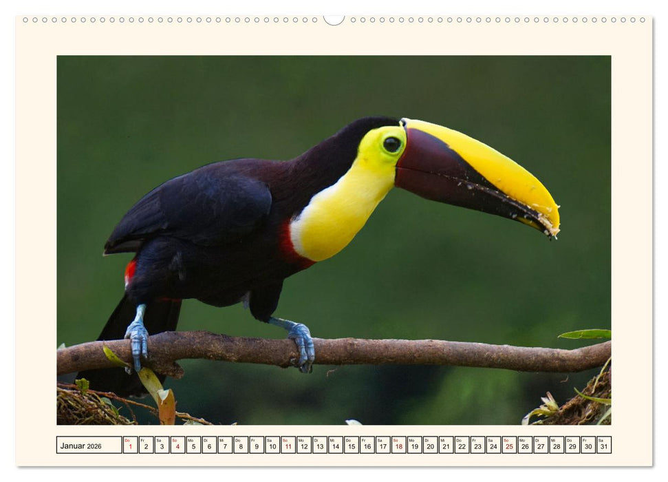 Tukane - Clowns im Dschungel (CALVENDO Premium Wandkalender 2026)