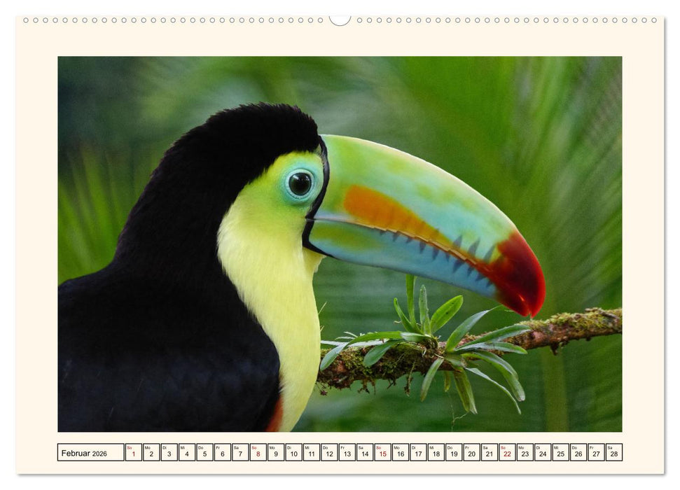 Tukane - Clowns im Dschungel (CALVENDO Premium Wandkalender 2026)