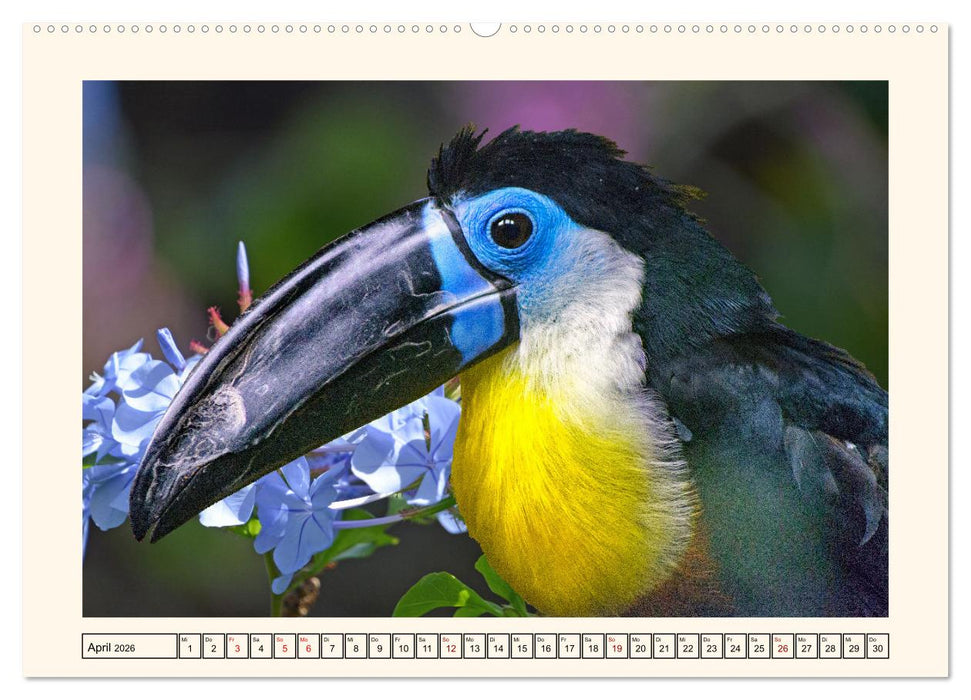 Tukane - Clowns im Dschungel (CALVENDO Premium Wandkalender 2026)
