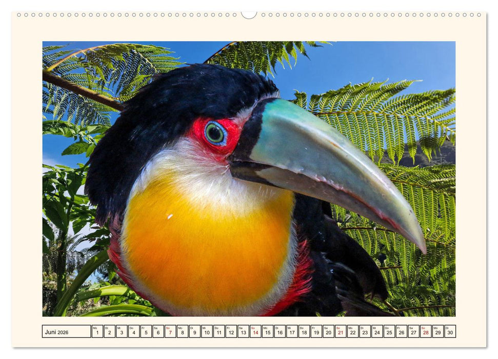 Tukane - Clowns im Dschungel (CALVENDO Premium Wandkalender 2026)