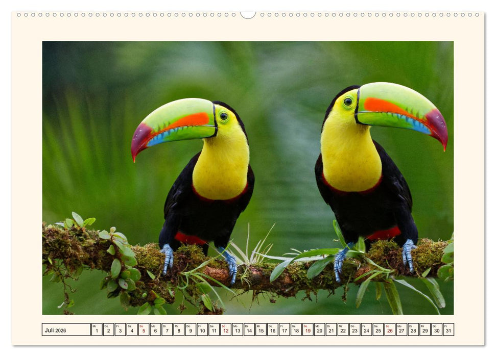 Tukane - Clowns im Dschungel (CALVENDO Premium Wandkalender 2026)