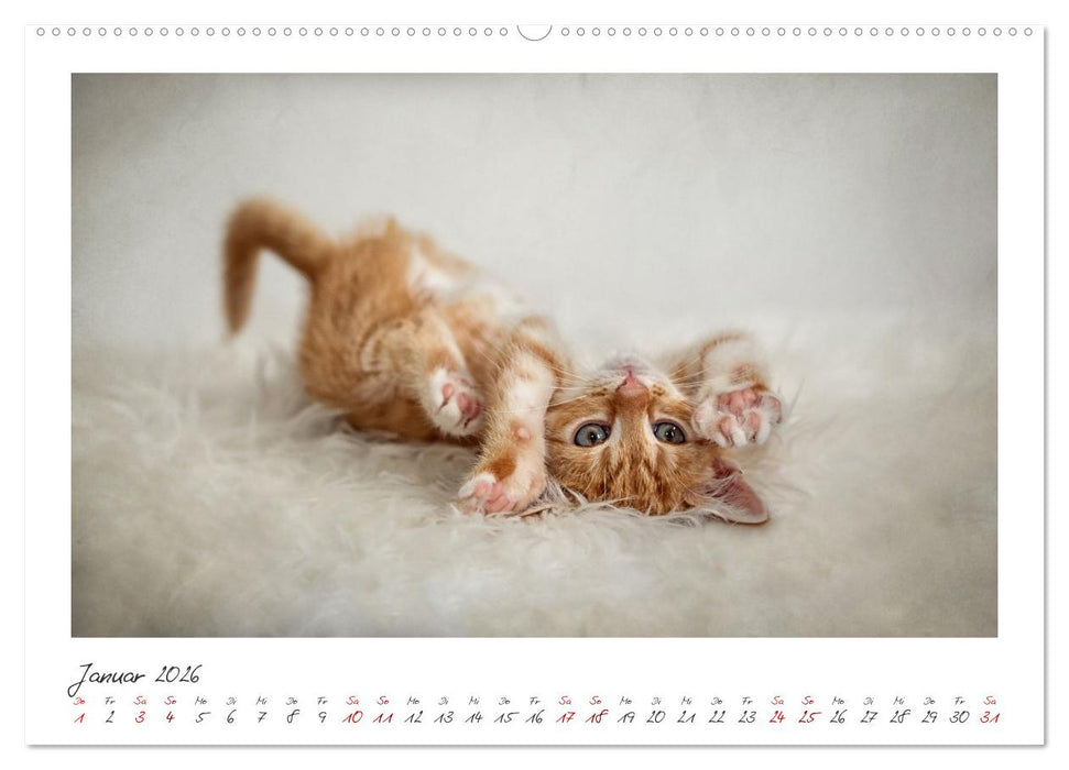 Zauberhafte rote Kätzchen (CALVENDO Wandkalender 2026)