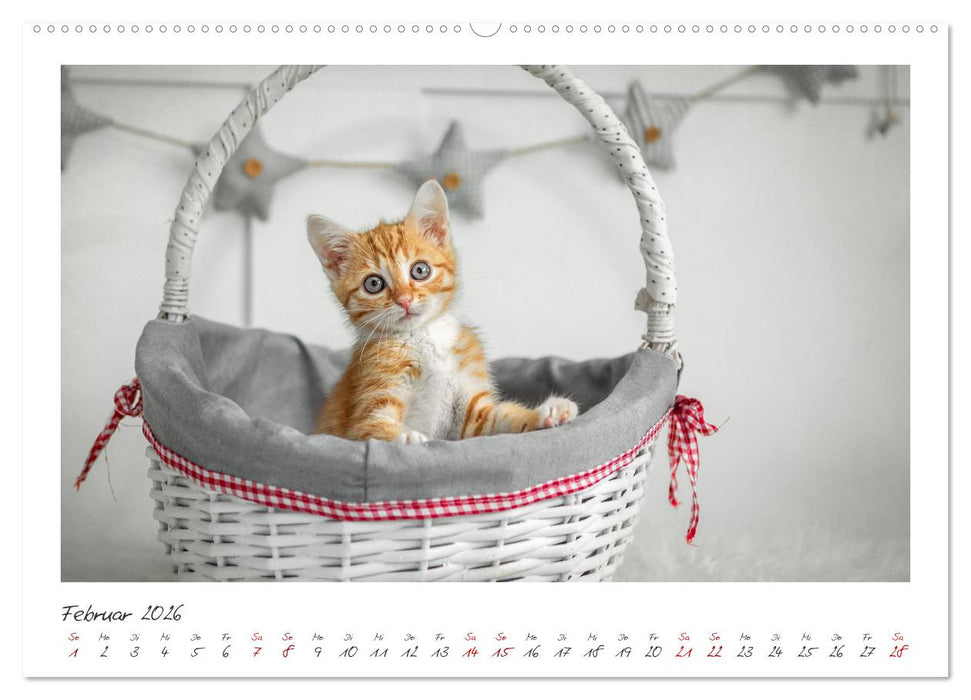 Zauberhafte rote Kätzchen (CALVENDO Wandkalender 2026)