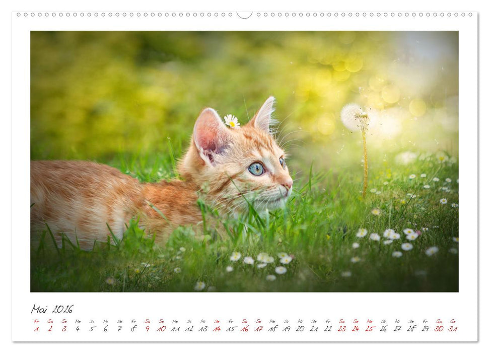 Zauberhafte rote Kätzchen (CALVENDO Premium Wandkalender 2026)