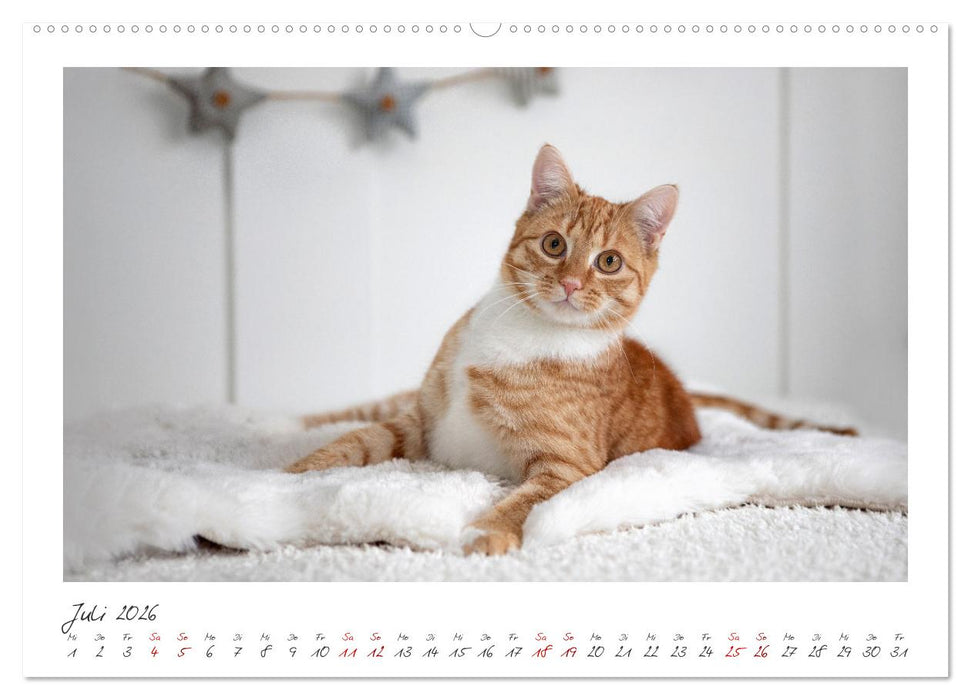 Zauberhafte rote Kätzchen (CALVENDO Premium Wandkalender 2026)