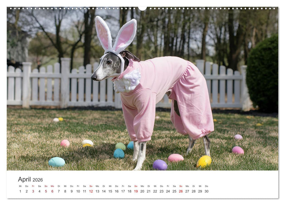 Funny Greyhounds - Windhunde mal anders (CALVENDO Premium Wandkalender 2026)