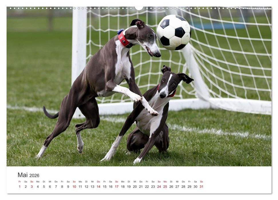 Funny Greyhounds - Windhunde mal anders (CALVENDO Premium Wandkalender 2026)